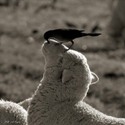  bird cleaning sheep's nose